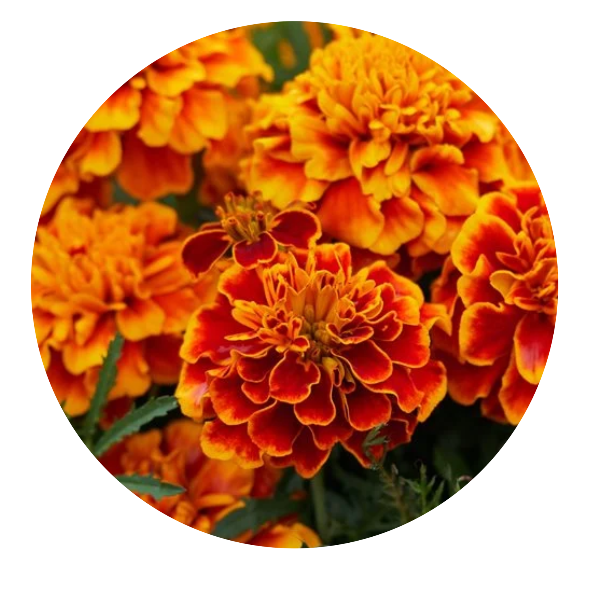 Marigold